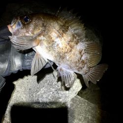 今宵もプラグ縛り