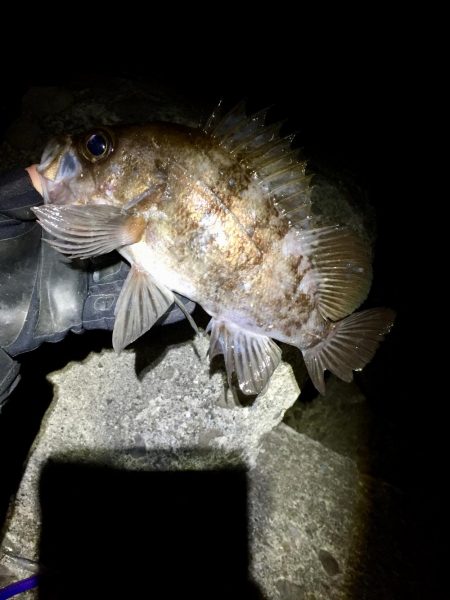 今宵もプラグ縛り