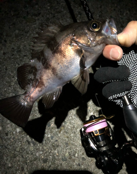 ぼちぼちメバリング