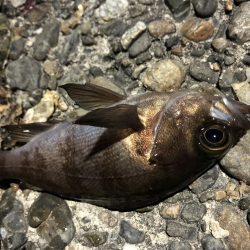 メバルプチ遠征