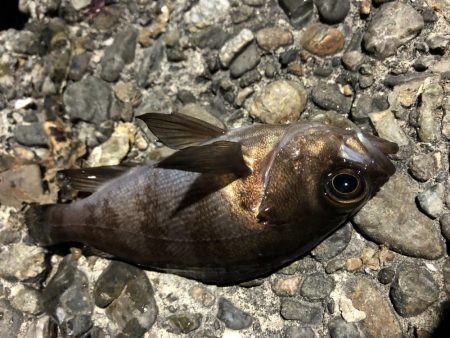 メバルプチ遠征