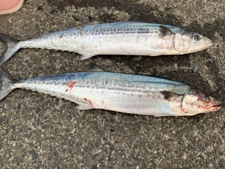 サゴシが釣れました