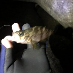 渋めメバリング