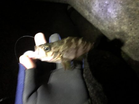 渋めメバリング