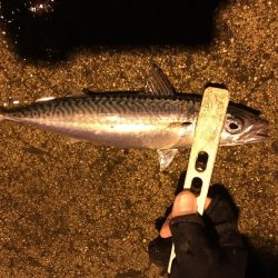 ナイトフィーバー