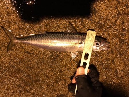 ナイトフィーバー