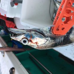 洲本沖タチウオ