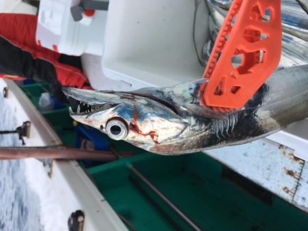 洲本沖タチウオ