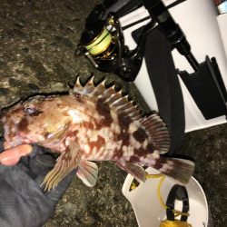 貧果から脱出です