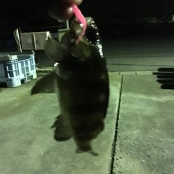 前日に引き続きメバリング