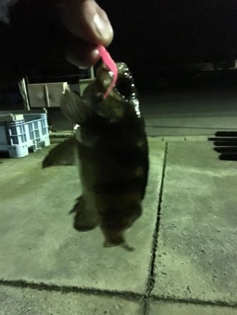 前日に引き続きメバリング