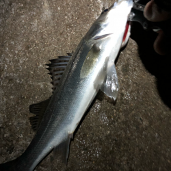 ど干潮メバリング