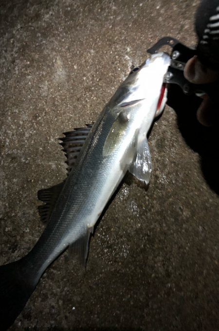 ど干潮メバリング