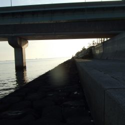 今期初チヌも、ロッド破損