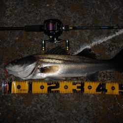 モルビドでボッコボコ♪。