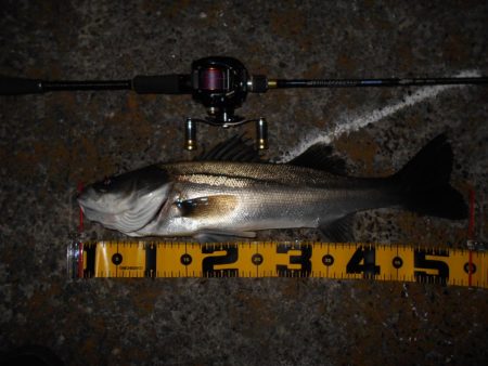 モルビドでボッコボコ♪。