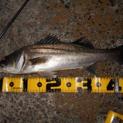 モルビドで一斉検挙するぜぇ～！？