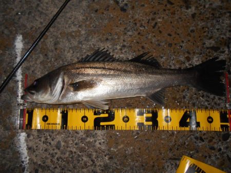 モルビドで一斉検挙するぜぇ～！？