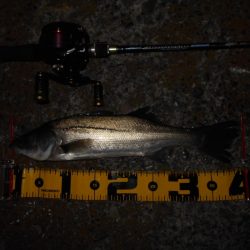 まだまだ釣れ続ける