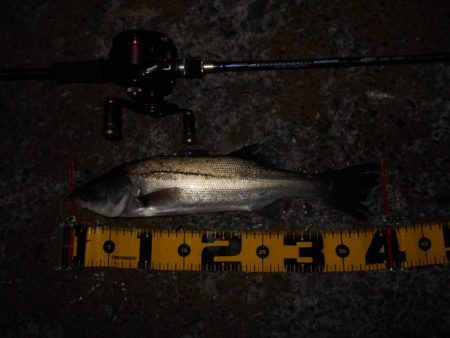 まだまだ釣れ続ける