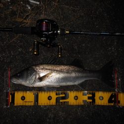 常夜灯+モルビド=釣れる?