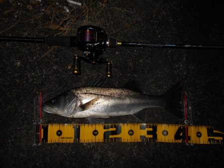 常夜灯+モルビド=釣れる?