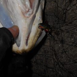 理想のタイミングでランカーゲット♪