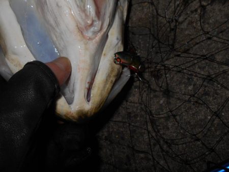 理想のタイミングでランカーゲット♪