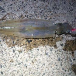 朝マズメ、ヤリイカ狙い