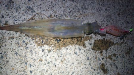 朝マズメ、ヤリイカ狙い