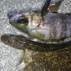 今夜のメバルは厳しい！！