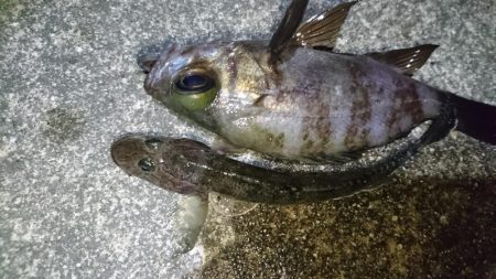 今夜のメバルは厳しい！！