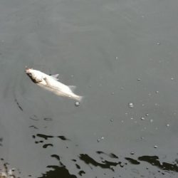 暖かかった夕練