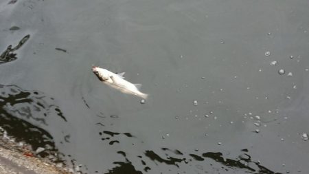 暖かかった夕練