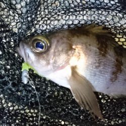 今夜は二見漁港でメバリング