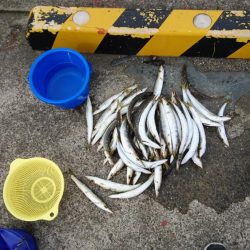 ブリ釣りあきらめ