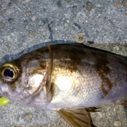 二見でメバリング