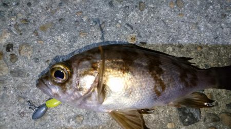 二見でメバリング