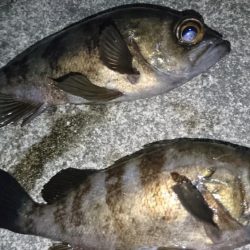 nadarコリーでプラッキング