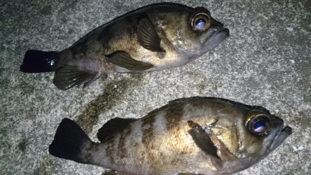 nadarコリーでプラッキング