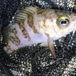 風裏ポイントでメバリング