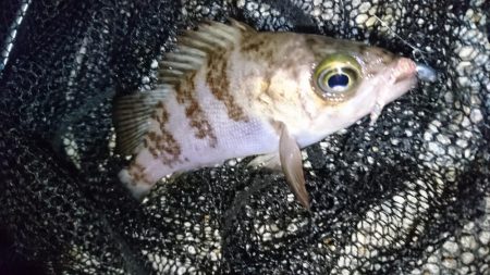 風裏ポイントでメバリング