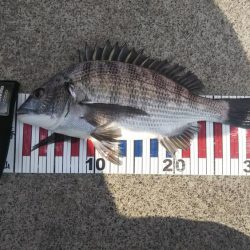 寒チヌを求めて