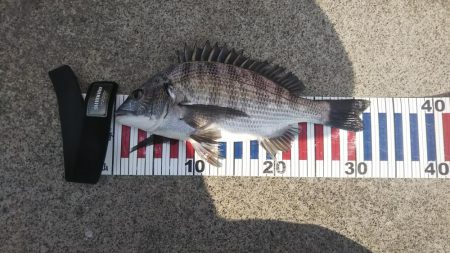 寒チヌを求めて