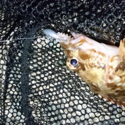 漁港のテトラでメバリング？