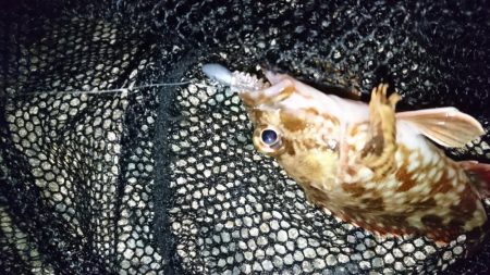 漁港のテトラでメバリング？