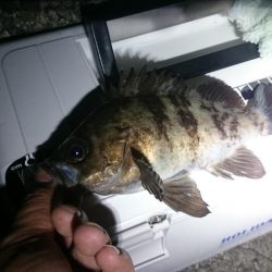 フロートメバル