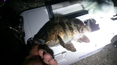 フロートメバル