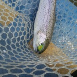 としまえんフィッシングエリア