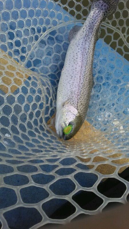 としまえんフィッシングエリア